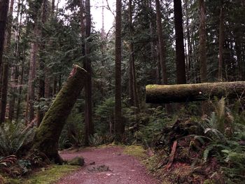 Trees in forest