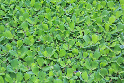 Full frame shot of lotus leaves