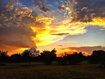 Silhouette of trees on field at sunset