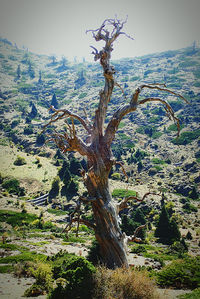 Dead tree on landscape against sky