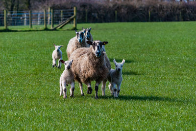 Sheep on landscape