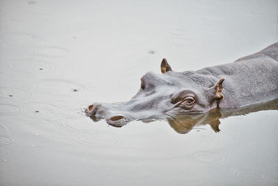 Hippopotamus swimming in lake