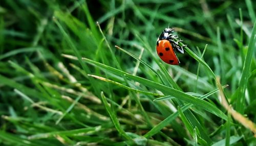 Close-up of butterfly on leaf