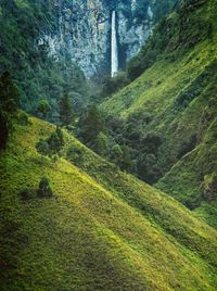 Scenic view of forest