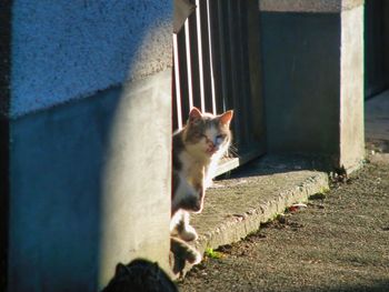 Focus on cat in front of a garage door
