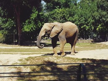 Elephant standing by trees on landscape