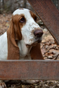 Close-up portrait of a dog