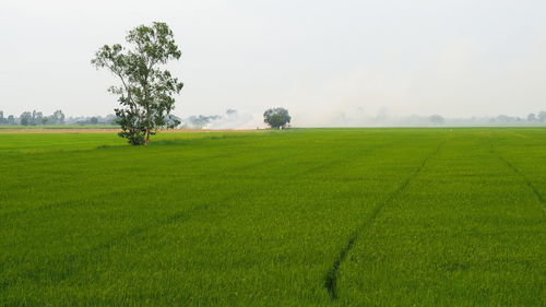 Scenic view of agricultural field against sky
