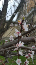 Low angle view of flowers blooming on tree