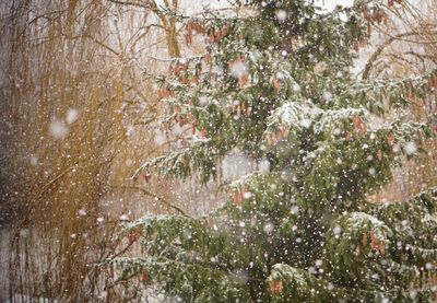 Trees in forest during winter