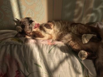 Close-up of cat sleeping on bed at home