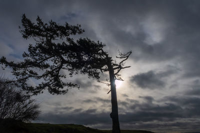 Low angle view of silhouette tree against sky at sunset