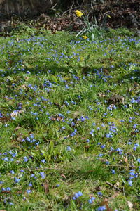 Close-up of wildflowers growing in field