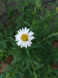 Close-up of white daisy flower