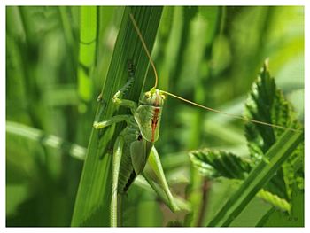 Close-up of grasshopper on plant