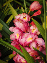 Close-up of pink flowering plant