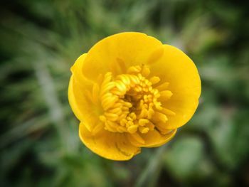 Close-up of yellow flower blooming outdoors