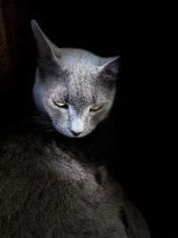 Grey cat in darkness 