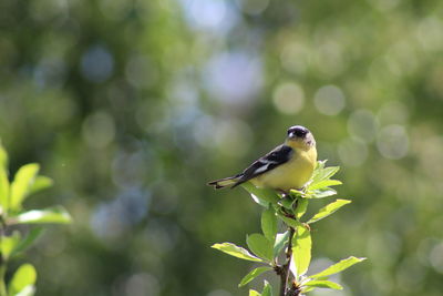 Close-up of goldfinch perching on tree