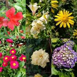 Close-up of fresh flowers blooming in garden