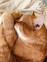 Close-up of cat sleeping on bed