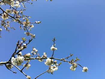 Low angle view of apple blossom against blue sky