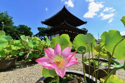 Close-up of pink lotus water lily