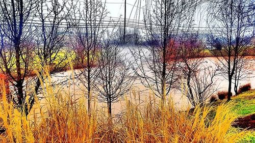 Reflection of bare trees in lake