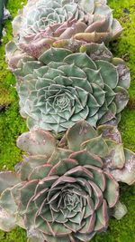 High angle view of succulent plant on field