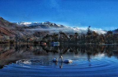 Swans swimming in lake against blue sky