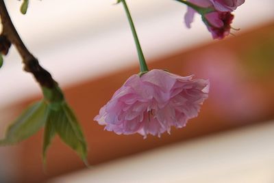 Close-up of pink rose plant