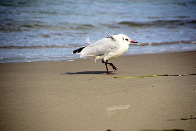 Seagull on beach