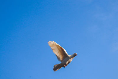 Low angle view of seagull flying in sky