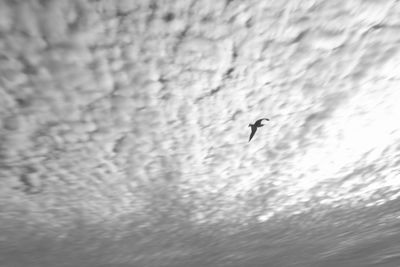 Bird flying over sea