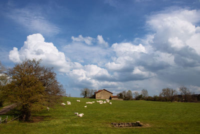 Scenic view of agricultural field against sky