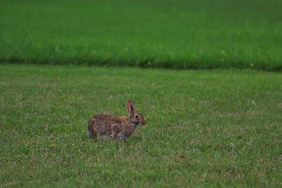 Rabbit on grassy field