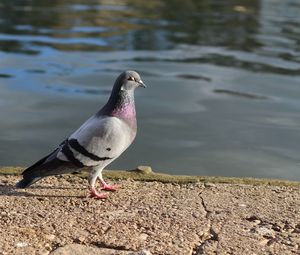 Close-up of seagull on lakeshore