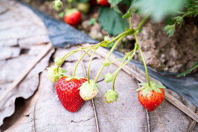 High angle view of strawberry growing on wood