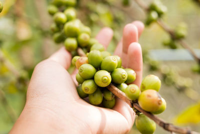 Close-up of hand holding fruit