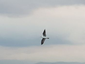 Low angle view of seagull flying against sky