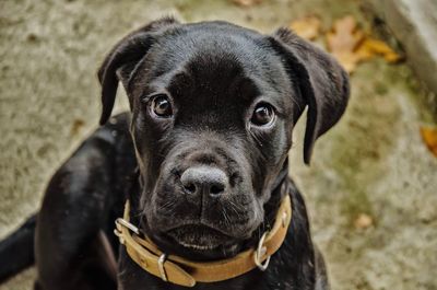 Close-up portrait of black dog