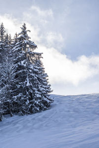 Snow covered pine tree against sky