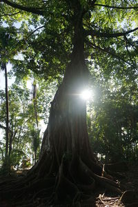 Low angle view of tree in forest