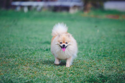 Portrait of a dog on field