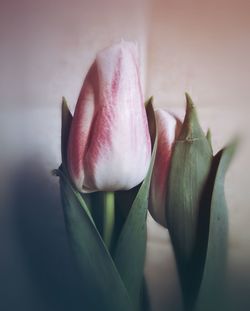 Close-up of pink tulip