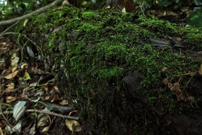 Close-up of mushroom growing in forest