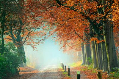 Footpath passing through forest