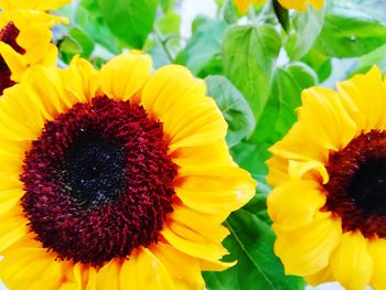 Close-up of sunflower blooming outdoors