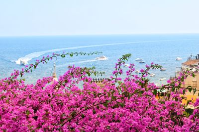 Pink flowering plants by sea against sky