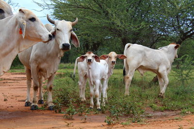 Cows standing in a field